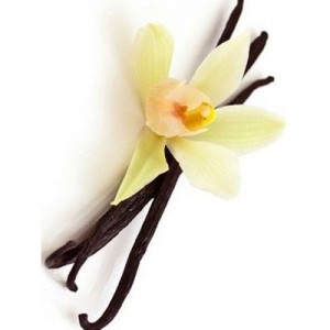 Women's - Vanilla Scented Pheromone Oil (Roll On)